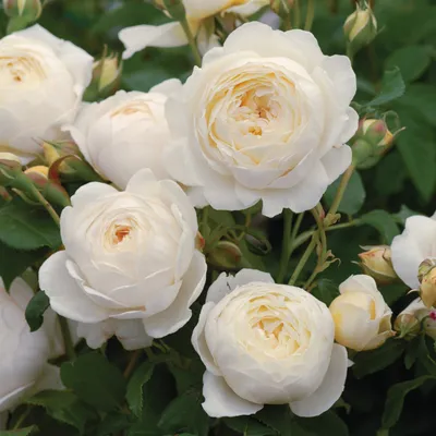 Фотка розы крокус роуз: Живописная красота для любого проекта
