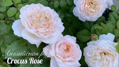 Изображение розы крокус роуз для печати: выберите формат