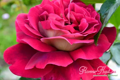 Изображение розы кроненбург в формате png