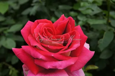 Красивая роза кроненбург: выразите свои эмоции через изображение