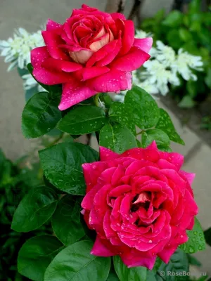 Фото розы кроненбург с яркими красками и приятным ароматом