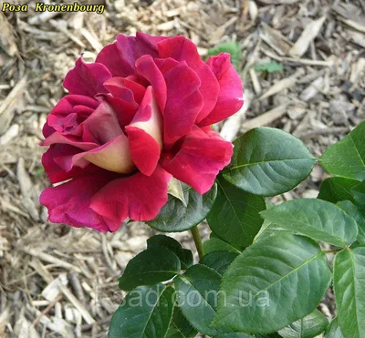 Фотка розы кроненбург в стиле макро: рассмотрите каждую деталь