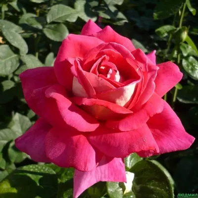 Изображение розы кроненбург: выберите формат, который вам нужен