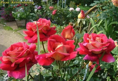 Фотография розы кроненбург с нежными пастильными оттенками