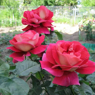 Фото розы кроненбург, которое запомнится надолго