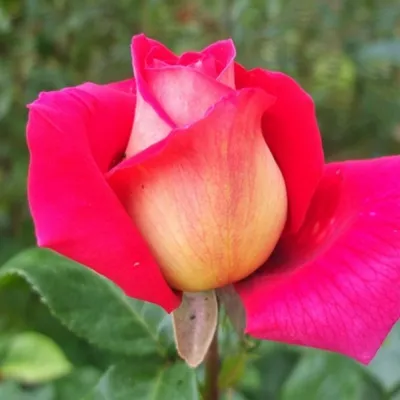 Изображение розы кроненбург, подходящее для печати на холсте