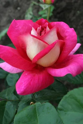 Фотография розы кроненбург, идеально сочетающаяся с вашим интерьером
