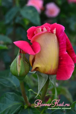 Красивая картинка розы кроненбург для вашей коллекции