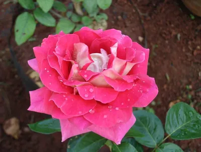 Фото розы кроненбург в элегантном стиле