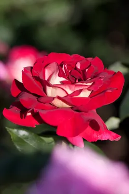 Фотография розы кроненбург, передающая самые яркие эмоции