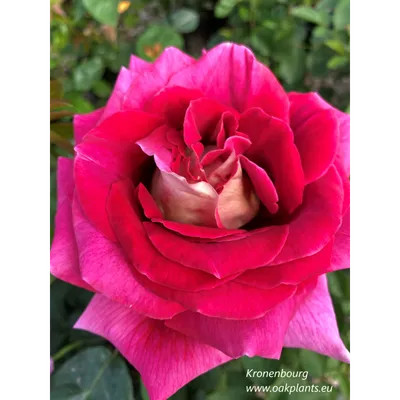 Изображение розы кроненбург: выберите размер по вашему желанию