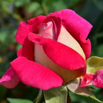 Уникальная фотка розы кроненбург для вашего проекта