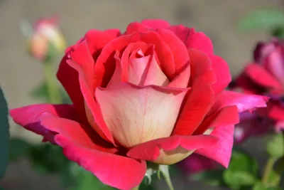 Картинка розы кроненбург, которая привлечет внимание к вашему контенту