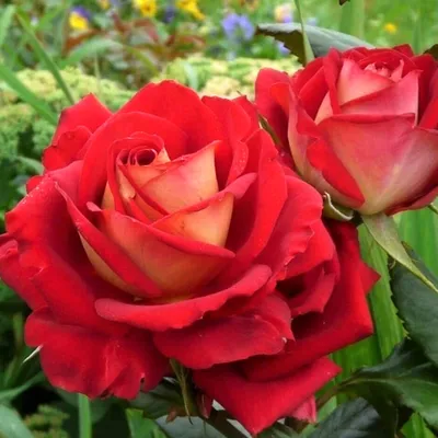 Фотография розы кроненбург: выберите свой идеальный размер