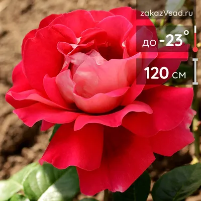 Фотография розы кроненбург с реалистичными цветами и оттенками