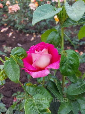 Красочное изображение розы кроненбург для ваших творческих проектов