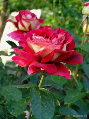 Фото розы кроненбург, которое создаст атмосферу романтики