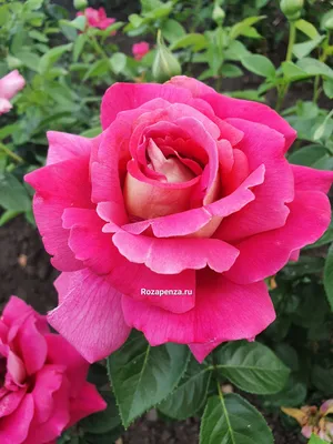Фотка розы кроненбург: выберите желаемый формат перед скачиванием