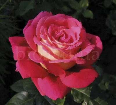 Фото, которое захочется скачать: роза кроненбург в высоком разрешении