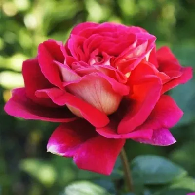 Фото розы кроненбург, которое добавит романтики и красоты