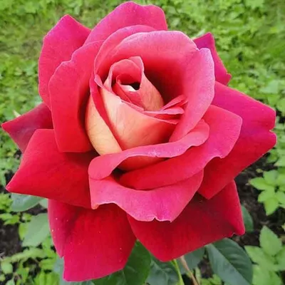 Огромная фотка розы кроненбург: скачайте в формате webp
