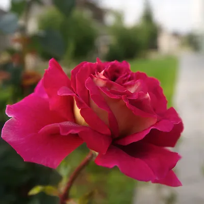 Уникальное изображение розы кроненбург для вашего вдохновения