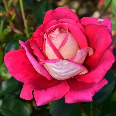 Фотография розы кроненбург, которая олицетворяет нежность и красоту