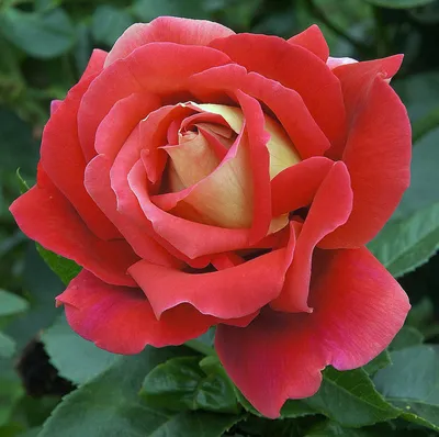 Красивая картинка розы кроненбург, приносящая радость