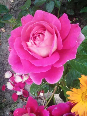 Фото розы кроненбург, подходящее для оформления вашего фотоальбома