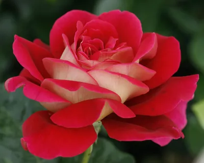 Уникальное фото розы кроненбург для вашего проекта
