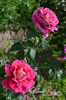 Картинка розы кроненбург в стиле арт-фото