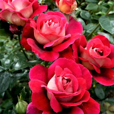 Фото розы кроненбург с нежными оттенками