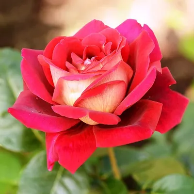 Изображение розы кроненбург: добавьте красоты в ваш дизайн