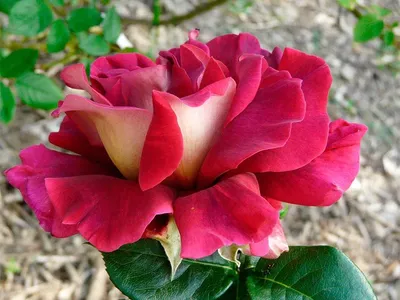 Фотография розы кроненбург: лепестки, словно нарисованные кистью художника