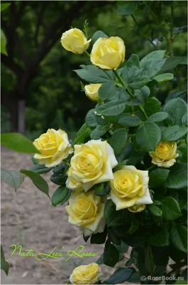 Изображение розы кронос с прозрачным фоном
