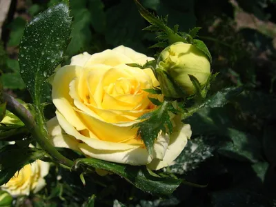 Роза кронос в формате webp для скачивания