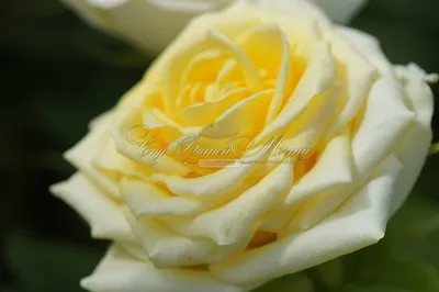 Фото розы кронос с возможностью выбора размера и формата