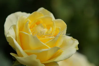 Красивая картинка розы кронос в png