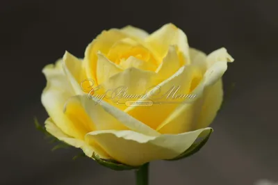 Изображение розы кронос для использования в дизайне
