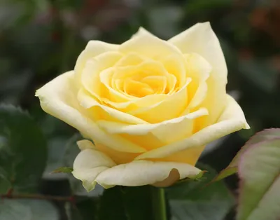 Фото розы кронос с прозрачным фоном в формате png