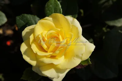 Изображение розы кронос с высоким разрешением