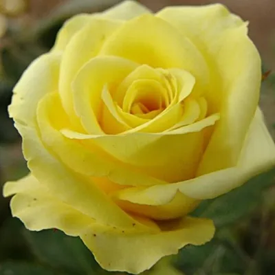 Картинка розы кронос в формате jpg для скачивания