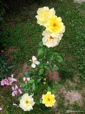 Роза кронос на фото с возможностью печати в большом размере