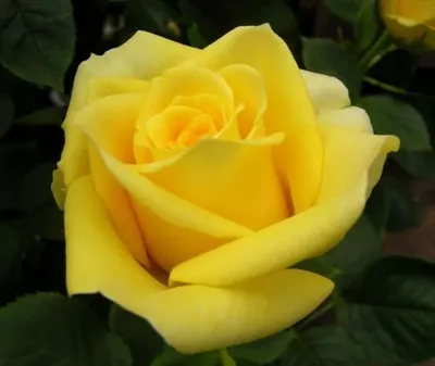 Изображение розы кронос с эффектом глубины