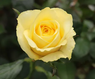 Фото розы кронос в высоком качестве для скачивания