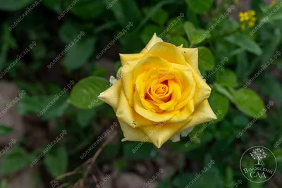 Картина розы кронос в формате jpg