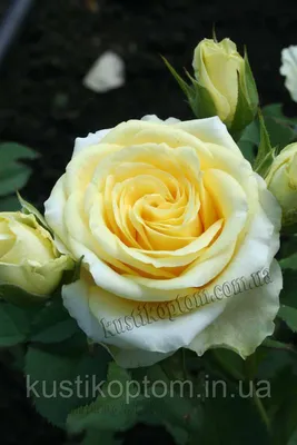 Изображение розы кронос в формате png с прозрачным фоном