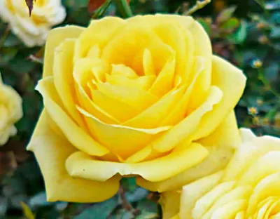 Изображение розы кронос с винтажным эффектом