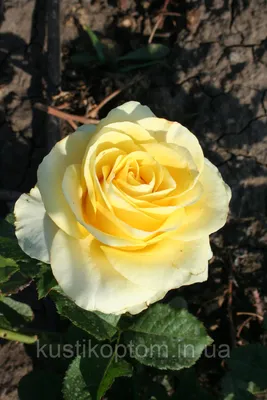 Фотография розы кронос с эффектом замедленной съемки