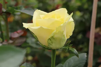 Изображение розы кронос с эффектом монохрома